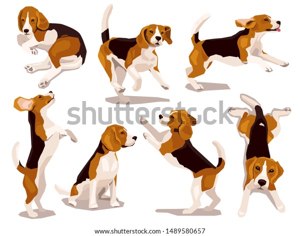 cool beagle