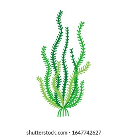Cute coral reef fauna - green coral. Illustrations for children. Baby Shower card. Cartoon character tropical plant isolated on white background. Underwater animal wildlife