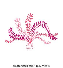 Cute coral reef fauna - sea lily. Feather star. Illustrations for children. Baby Shower card. Cartoon character tropical plant isolated on white background. Underwater animal wildlife