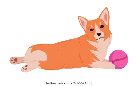 Cute corgi with ball. Purebred resting corgi pet in relax pose, domestic pedigree puppy flat vector illustration. Cartoon happy corgi dog