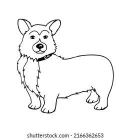 Cute corgi breed dog isolated on a white background.Vector illustration in doodle style.