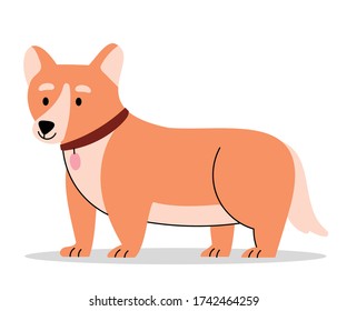 Cute corgi in a collar is standing on a white isolated background.Small domestic animal with short legs.Flat cartoon vector illustration.