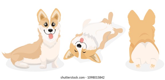 Cute Corgi Dog