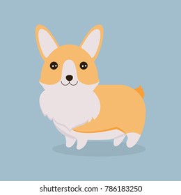 cute corgi dog