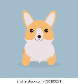 cute corgi dog