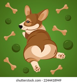 Perro corgi lindo tirado en el estómago 