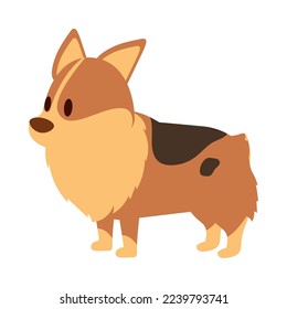 cute corgi dog on white background