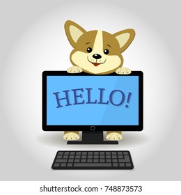 A cute Corgi dog peeks out from behind a black computer with the word hello, in a cartoon style. Flat design, vector illustration.