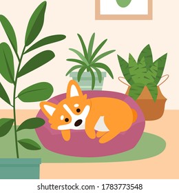 Cute Corgi Dog Sleeping On Pillow Bed In The Living Room With Home Plants. Modern Flat Vector Illustration.