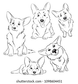 Cute Corgi Dog. Vector sketches of dogs with short legs and big ears on a transparent background