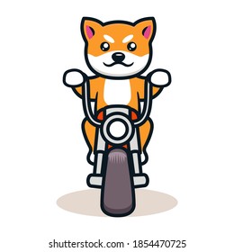 Cute corgi dog in vehicle race