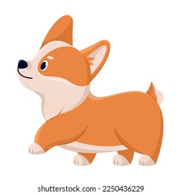 Cute corgi gaily walks on short legs, comic character. Vector illustration of funny dog with friendly emotion. Cartoon playing puppy isolated white. Animal companion