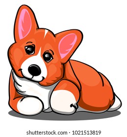 The cute corgi, Good for cards, Pet shops and veterinary clinics design.