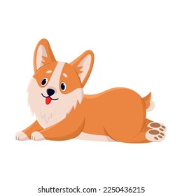 Cute corgi lies and rests after a walk, comic character. Vector illustration of funny dog with friendly emotion. Cartoon playing puppy isolated white. Animal companion
