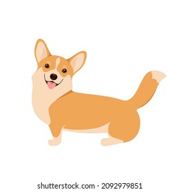 Corgi lindo sobre un fondo blanco. Diseño de caricaturas.
