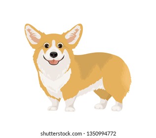 Cute corgi vector illustration. Smiling dog isolated on white background. Pet image in сartoon simple flat style.