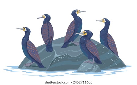 Cute cormorants sitting on rocks on a white background for your amazing design. Vector illustration