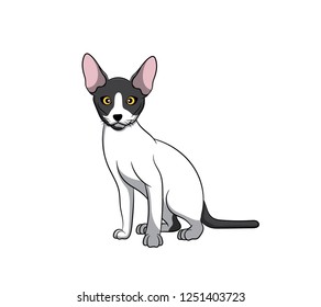 Cute Cornish Rex Cartoon Cat. Vector illustration of purebred cornish rex cat.