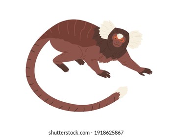 Cute cotton-top tamarin with long hair on head and forehead. Small squirrel-sized monkey crawling. Hand-drawn exotic American animal. Colored flat vector illustration isolated on white background