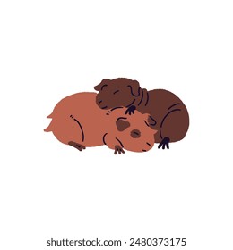 Cute couple of asleep bald and fluffy guinea pigs. Funny pair of cavies sleeps, has a rest together. Adorable small pets cuddle, relax, nap. Flat isolated vector illustration on white background