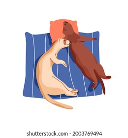 Cute couple of ferrets sleeping. Sweet funny animals relaxing together. Adorable lazy weasels lying on pillow and dreaming. Colored flat cartoon vector illustration isolated on white background.