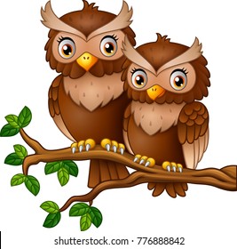Cute couple owl on the tree branch