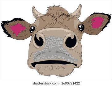 Cute cow isolate on white background.    Card, t-shirt composition, hand drawn style print. Vector illustration bull. 