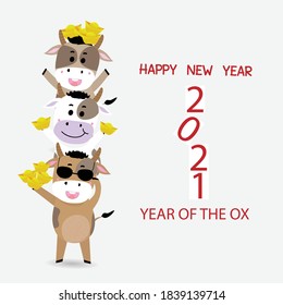 Cute cow on grey background,of happy new year 2021.Happy Chinese new year greeting card.Ox zodiac.