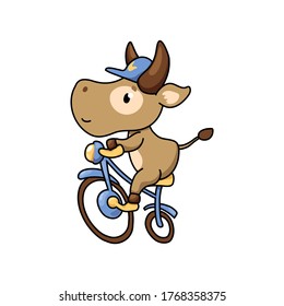 Cute cow ride bicycle. Summer sport animal. 2021 Year Lunar Zodiac Animal. Chinese New Year of Ox. Cow vector illustration on white background. Friendly bull mascot. Domestic farm animal icon