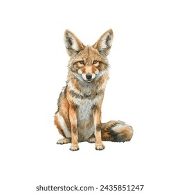 cute coyote vector illustration in watercolour style