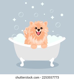 A cute cream spitz dog sitting and smiling with his tongue sticking out in a tub of bubbles. grooming salon concept