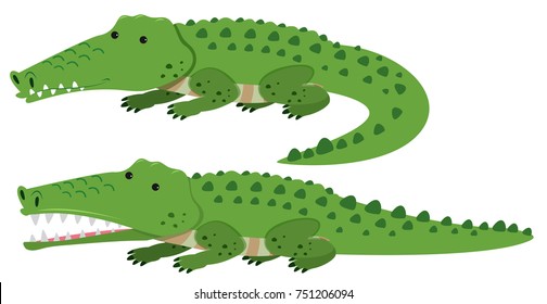 Cocodrilos cortos en la ilustración de fondo blanco