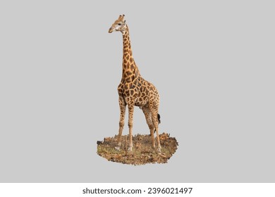Cute curiosity giraffe. Isolated on white background