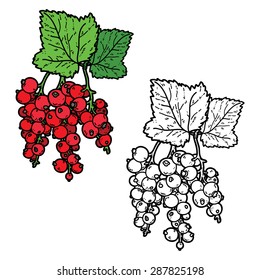 cute currant. Vector cute hand drawn currant and leaf for coloring book
