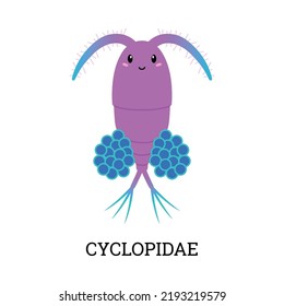 Cute cyclopidae plankton, cartoon flat vector illustration isolated on white background. Marine zooplankton, funny smiling animal. Concepts of biology education, freshwater inhabitant.