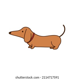 Cute Dachshund cartoon vector. Cute Dachshund on white background. Dog cartoon.