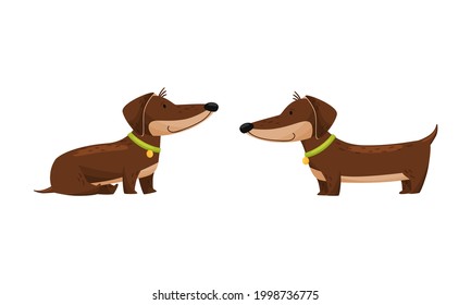 Cute Dachshund Character with Long Body and Collar Sitting and Standing Vector Set