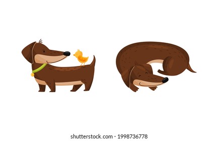 Cute Dachshund Character with Long Body and Collar Cuddling and Standing with Bird Vector Set