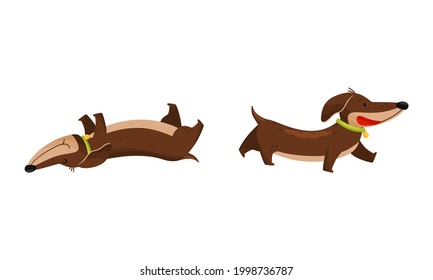 Cute Dachshund Character with Long Body and Collar Walking and Rolling on Its Back Vector Set