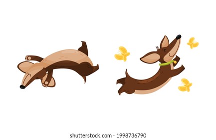 Cute Dachshund Character with Long Body and Collar Playing Chasing Butterfly and Rolling on Its Back Vector Set