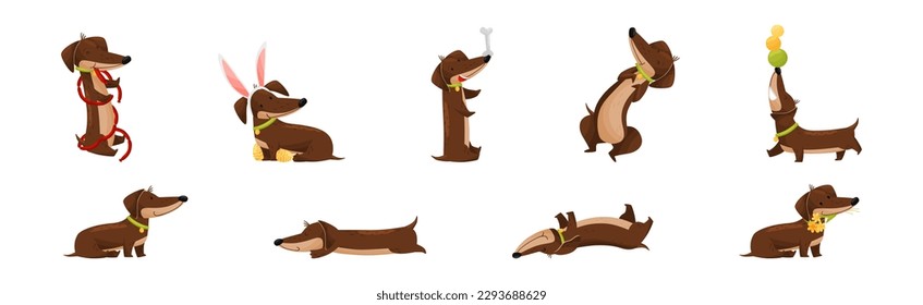 Cute Dachshund Character with Long Body and Collar Vector Set