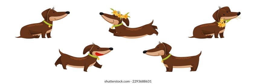 Cute Dachshund Character with Long Body and Collar Vector Set