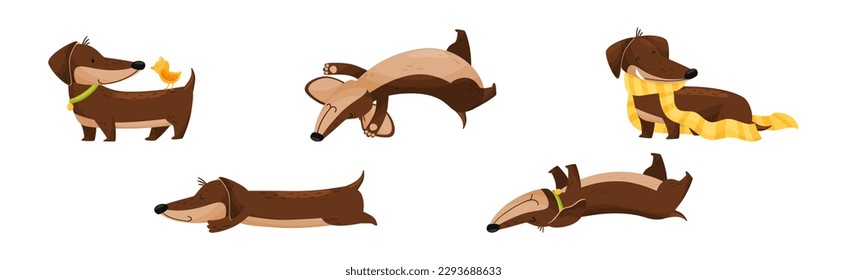Cute Dachshund Character with Long Body and Collar Vector Set