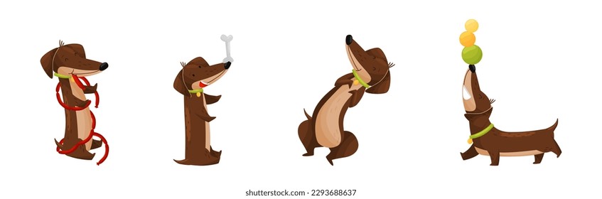 Cute Dachshund Character with Long Body and Collar Vector Set