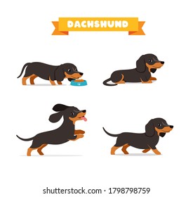 cute dachshund dog animal pet with many pose bundle set