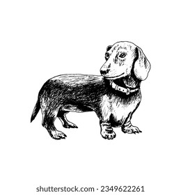 Cute Dachshund Dog Breed in Standing Pose Sketch Hand Drawn Vector Illustration. Funny Purebred Domestic Pet and Canine