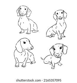 Cute Dachshund dog doodle. Collection in different poses in free hand drawing illustration style.