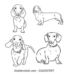 Cute Dachshund dog doodle. Collection in different poses in free hand drawing illustration style.