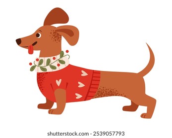 Cute dachshund dog in a festive sweater. Christmas costume on a pet. Flat vector illustration.