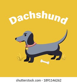 Cute dachshund dog isolated on white background. Flat vector illustration.